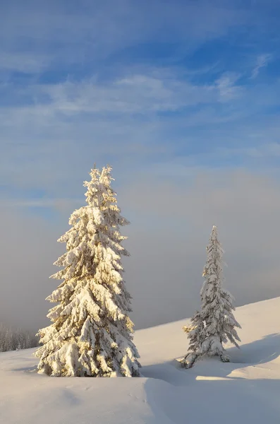 Two snow-covered trees