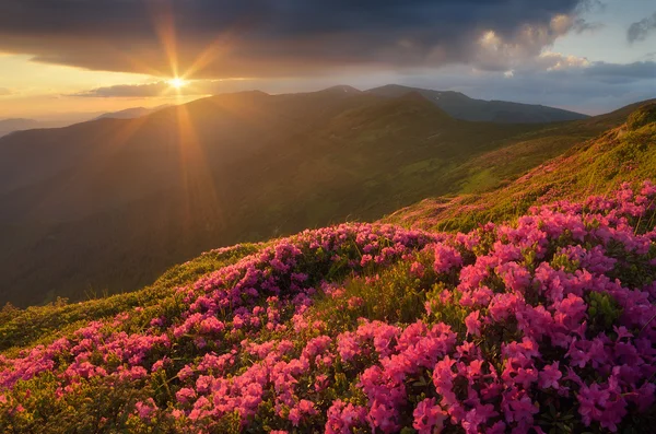 Rhododendron flowers in the mountains