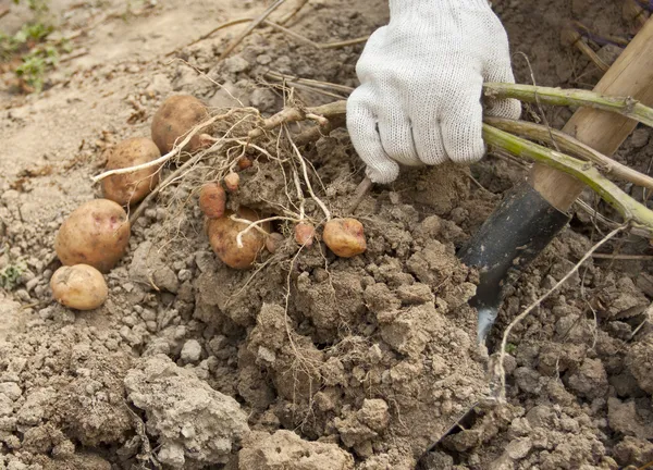 Potato harvesting on a farm