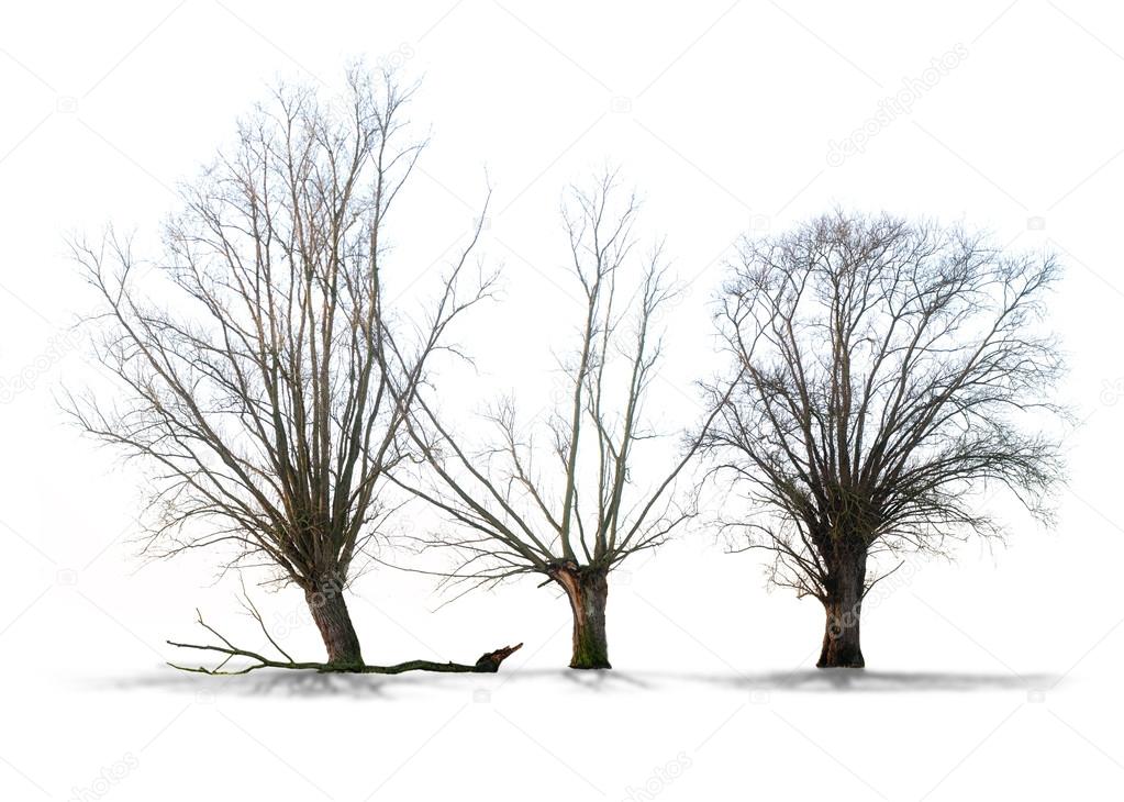 arbre mort sur fond blanc en haute dÃ©finition - Image