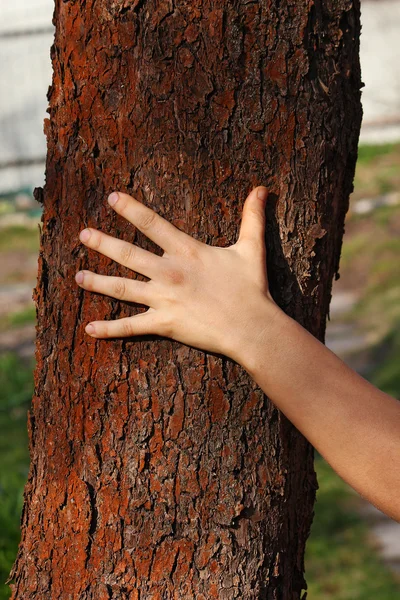 Human hand on the tree bark