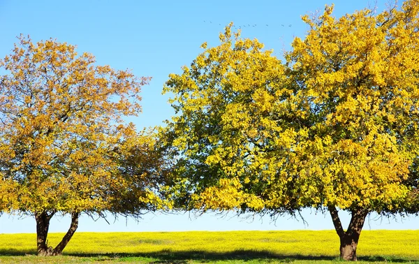 Yellow trees in yellow field