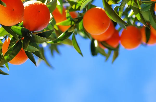 Ripe oranges on blue sky