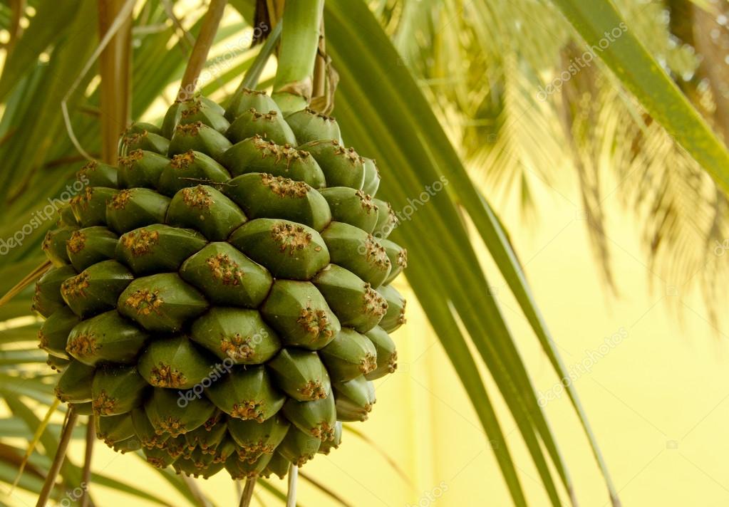 Seed pod of a palm tree — Stock Photo © dcwcreations 22986974