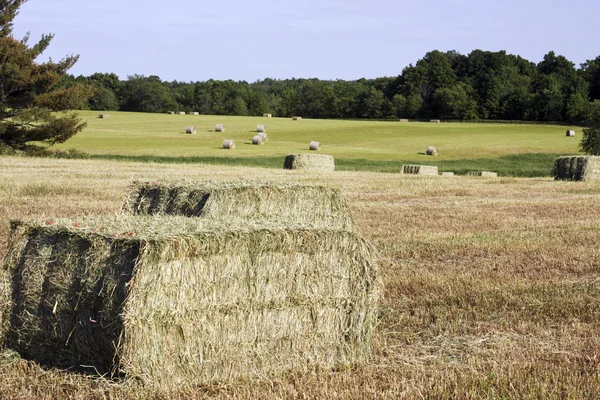 Hay crop bales round and square