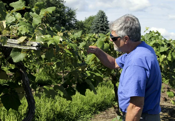 Wine maker checking grapes