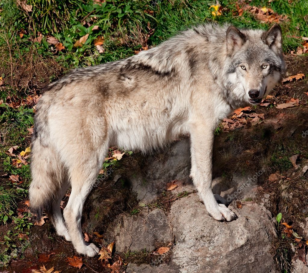 Gray Wolf Looking at the Camera — Stock Photo © cybernesco 20024705