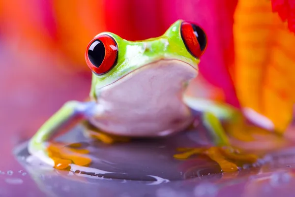 Red frog