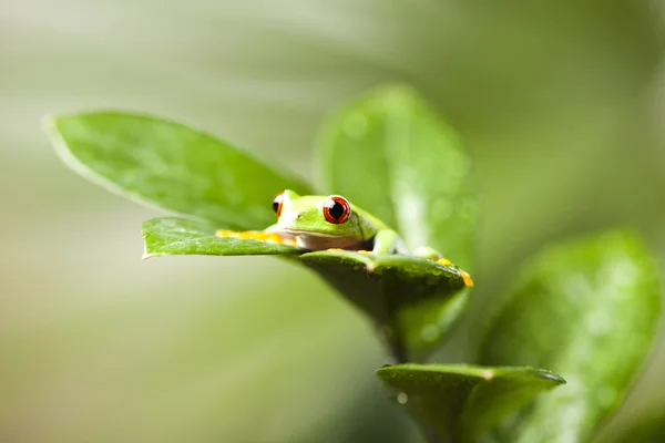 Tree frog