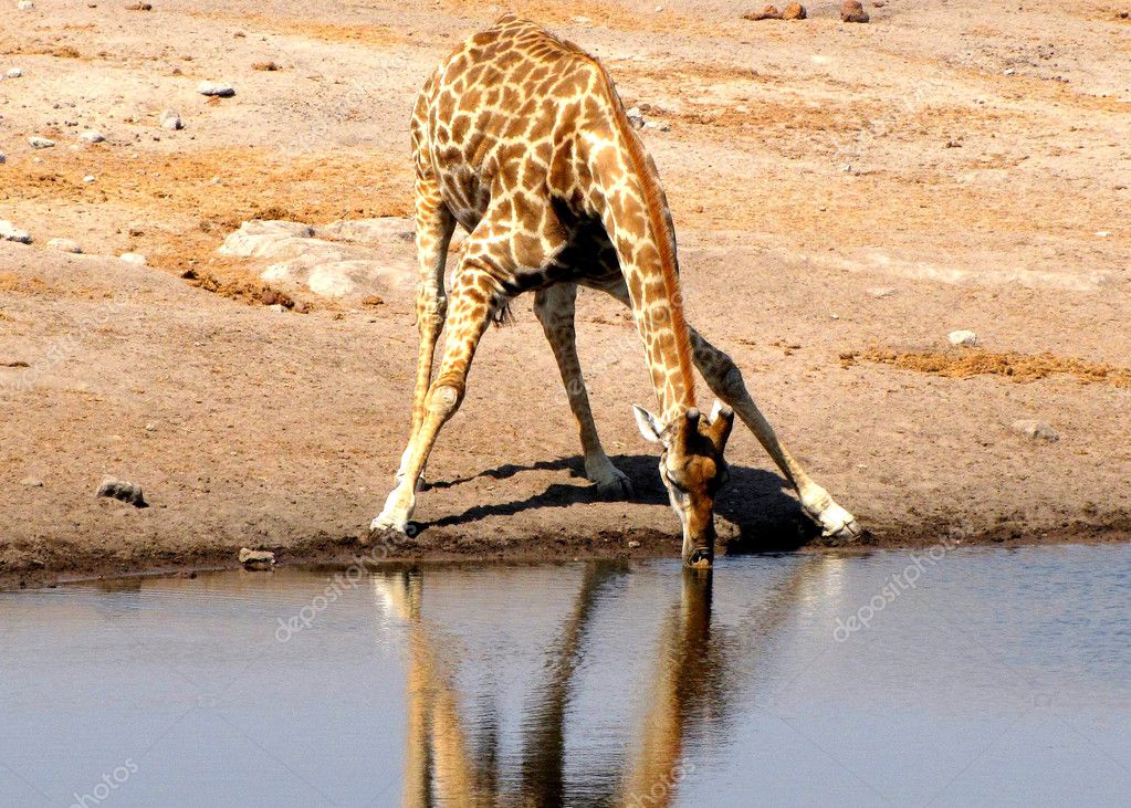 Drinking giraffe — Stock Photo © thoron77 2236496