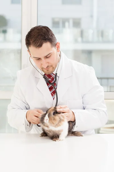 Veterinary checkup on a small dwarf rabbit