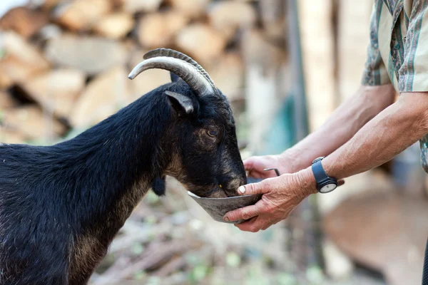 Senior woman feeding goat