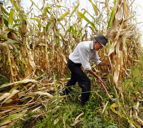 Farmer cutting the corn with the reaping hook
