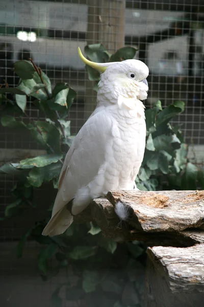 Cockatoo