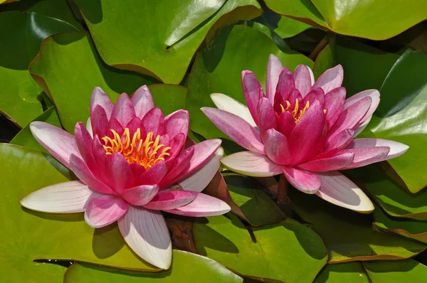 Two pink water lily flowers
