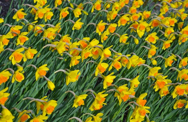 Bright yellow daffodils in spring