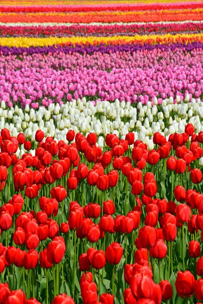 Colorful spring tulips farm landscape