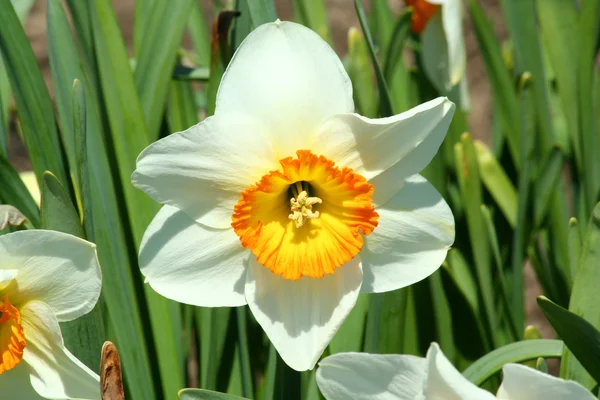 Spring time Yellow Daffodil