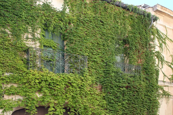 House windows with ivy, South of France