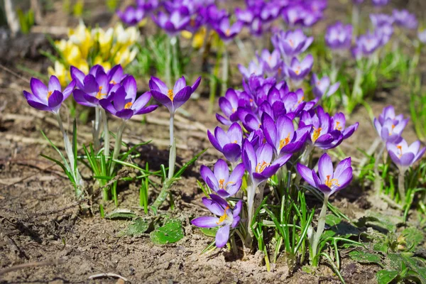 Yellow and purple crocuses