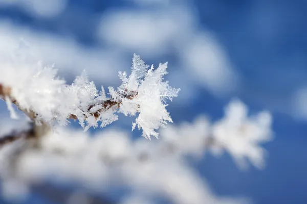 Branch tip with snowflakes