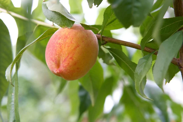 Peach fruit on tree