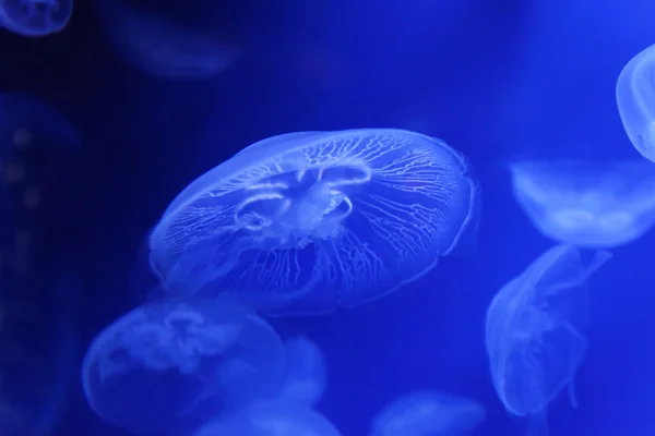 Moon jelly fish