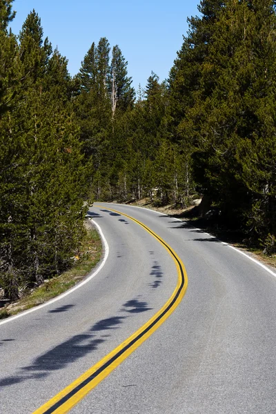 Two Lane Road Curve Admidst Pine Trees