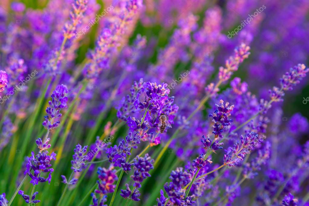   depositphotos_486958