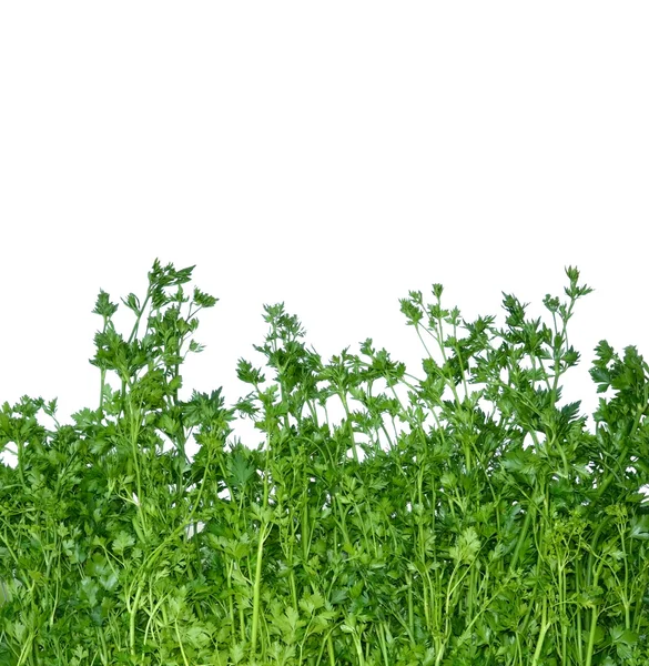 Fragrant green parsley isolated on white background