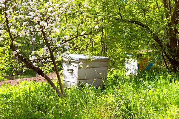Honey bee hives in spring garden