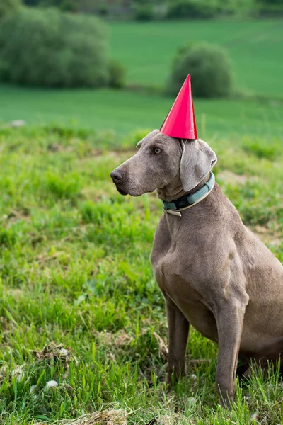 Birthday dog with a red hat