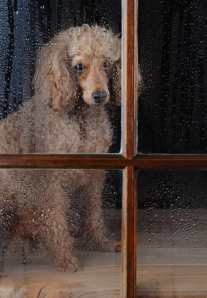 Dog in Rain Soaked Window