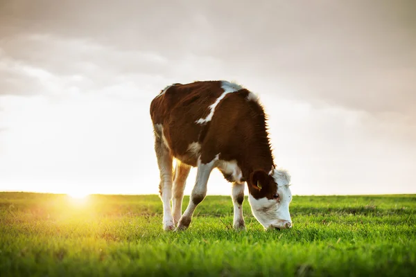 Cow grazing in fresh pastures
