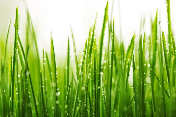 Green wet grass with dew on a blades