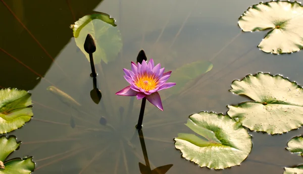 Water lily