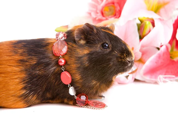 Guinea pig about flowers and, isolated