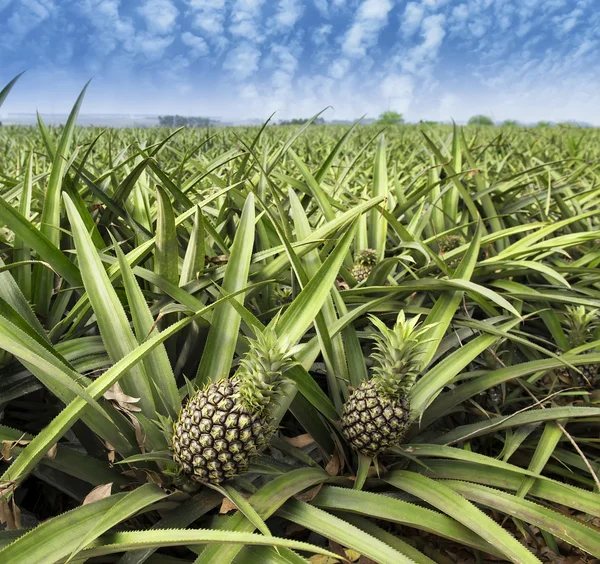 Pineapple fruit on the bush