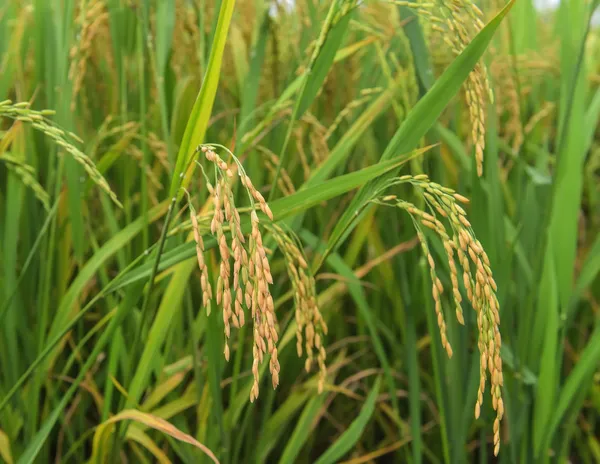 Paddy rice harvest