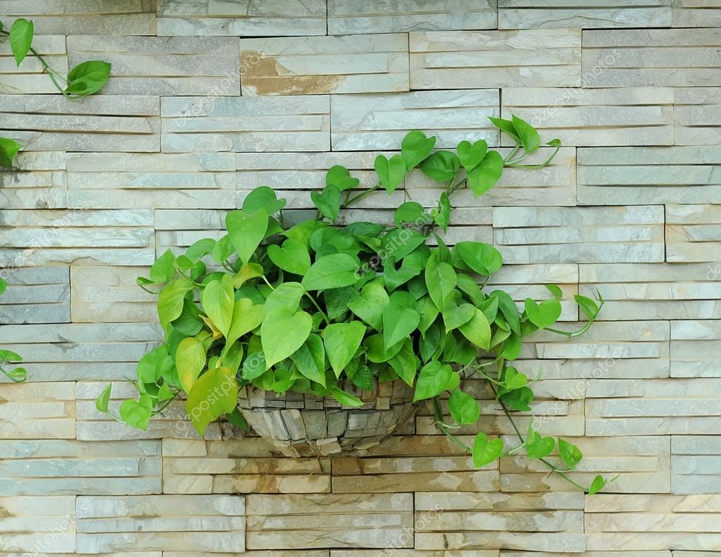 Devil s ivy decorated on wall — Stock Photo © firefox 34110791