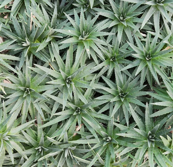 Aloe vera leaves