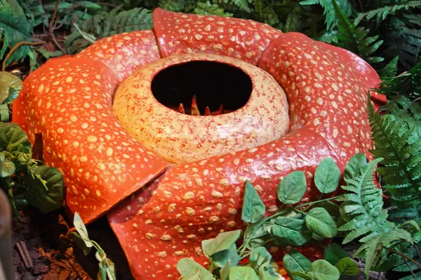 Rafflesia Arnoldii, meat flower