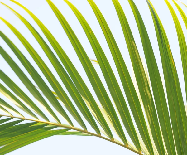 The drooping green Cuban palm leave in the blue sky.