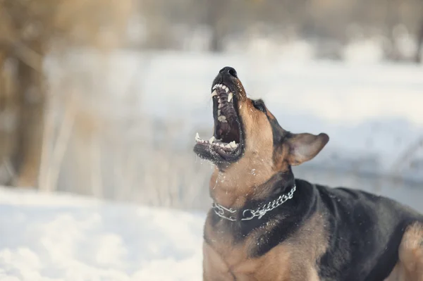 Angry dog with bared teeth