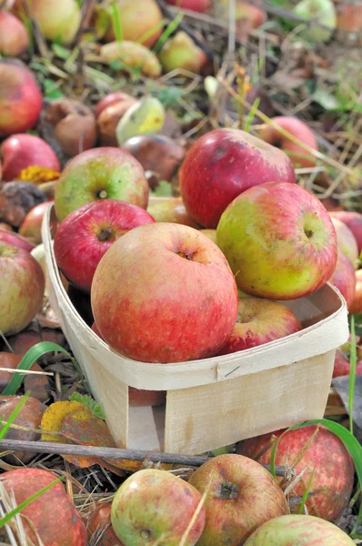 Apples for cider production