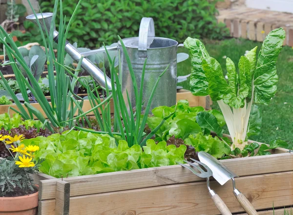Various lettuce and vegetables in vegetable patch
