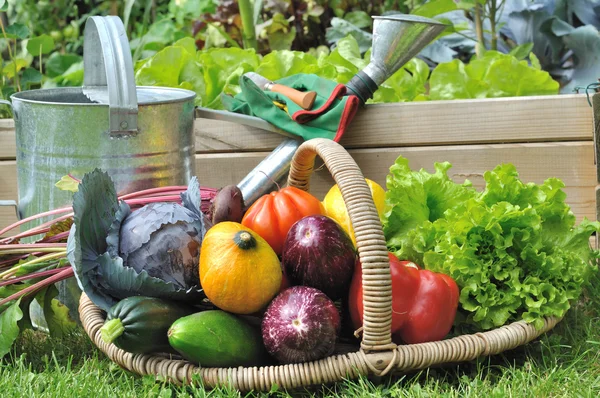 Vegetables basket in garden