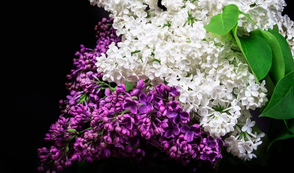 White lilac on a black background