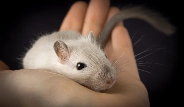 Cute pet mouse
