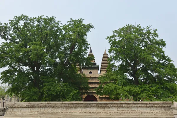 Maidenhair tree and monument